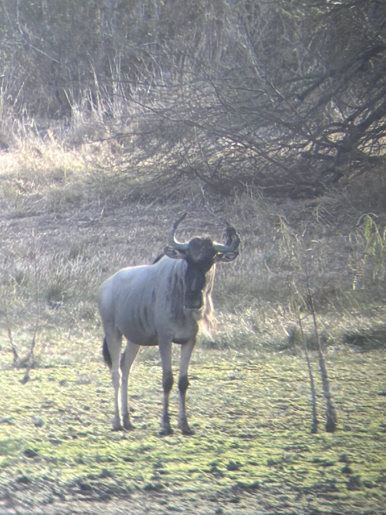 A solitary wildebeest standing in a sunlit grassy area near bushes.