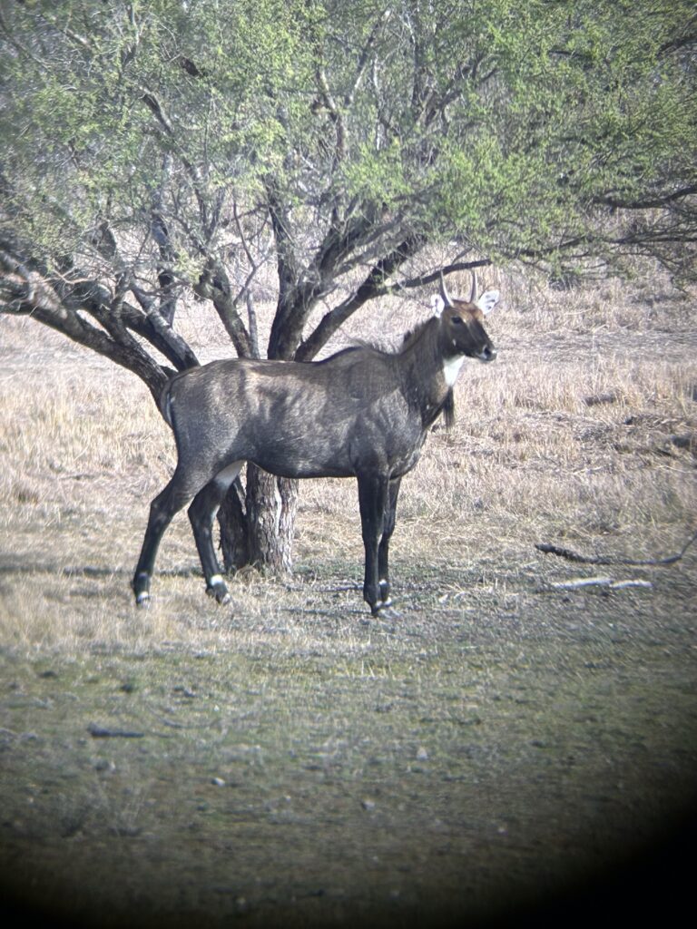 A dark-colored horse standing near a tree in a dry landscape.