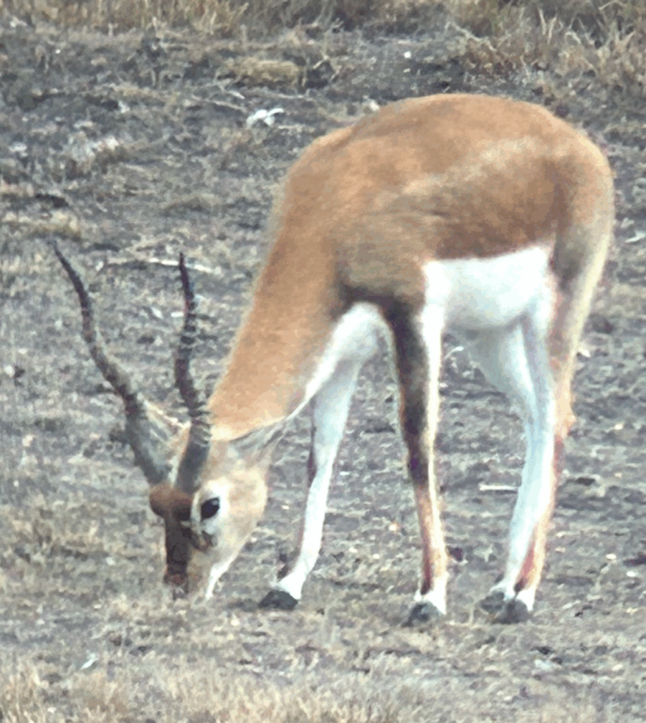 A deer with antlers grazing on dry ground.