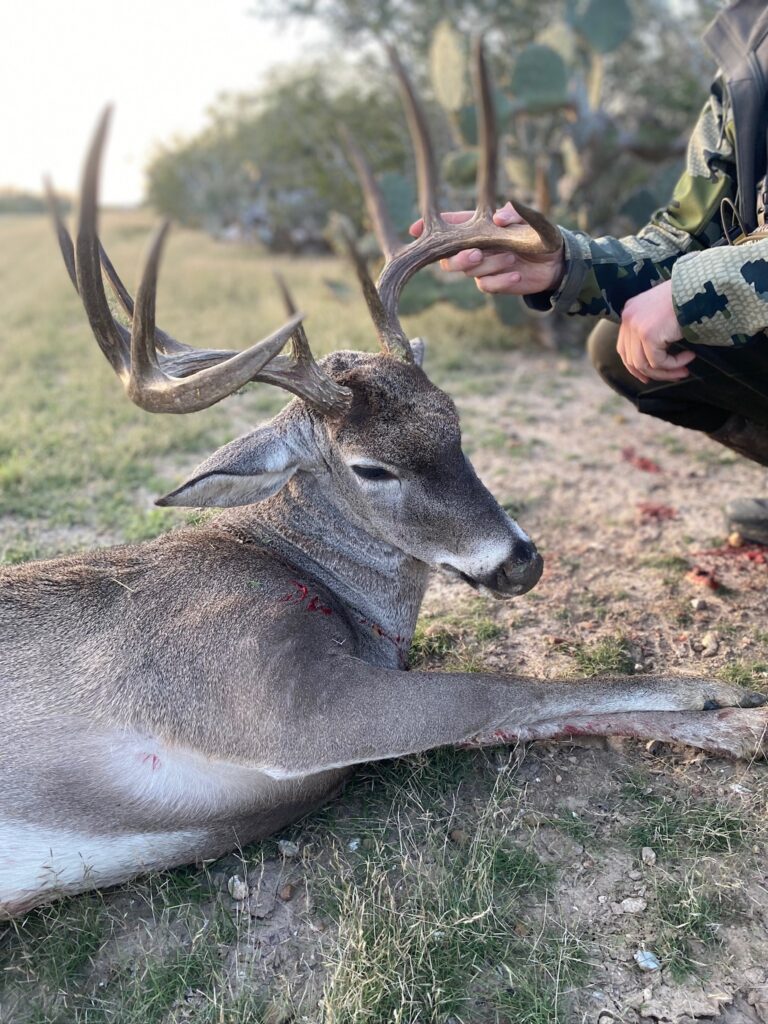 A close-up of a resting deer with impressive antlers and a person nearby.