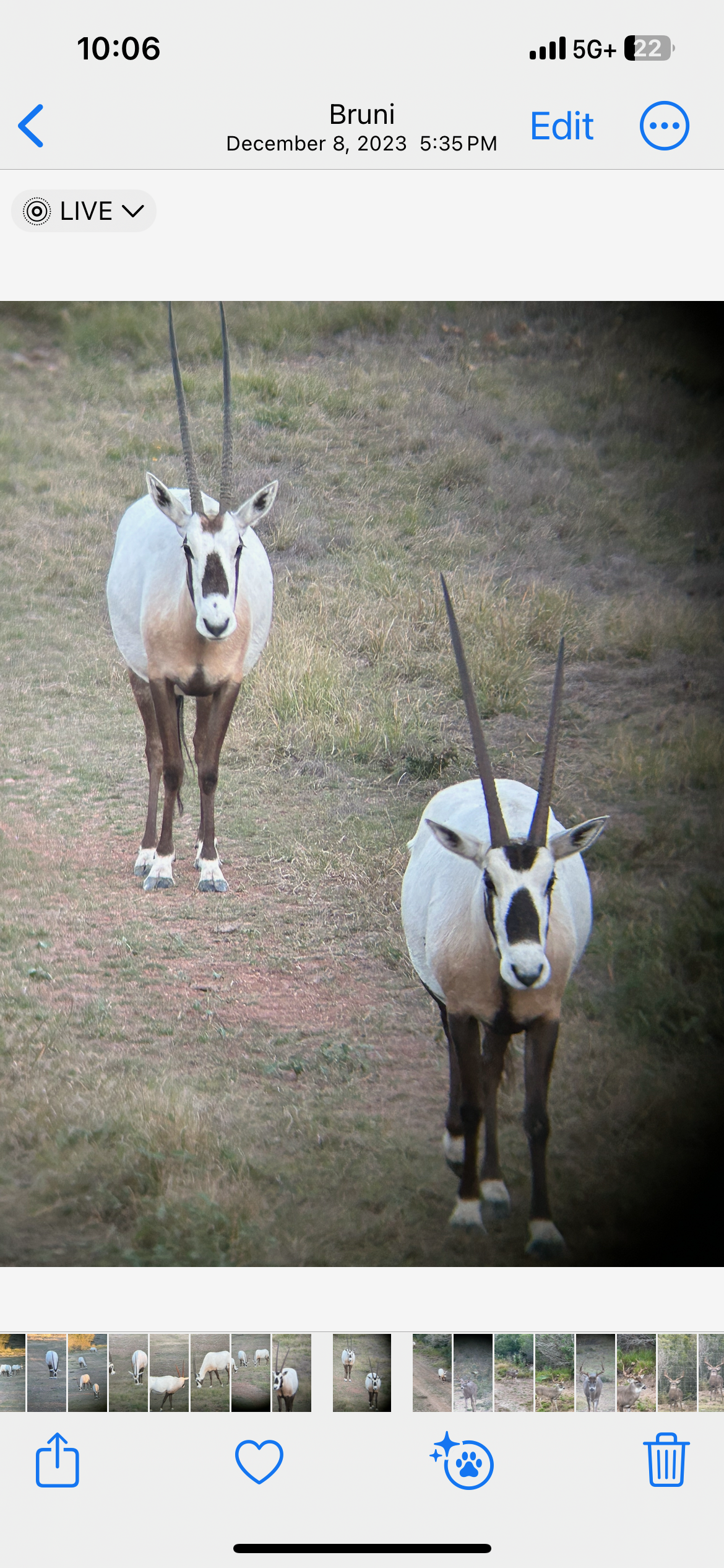 Two oryx antelopes standing on a dirt path in a natural setting.