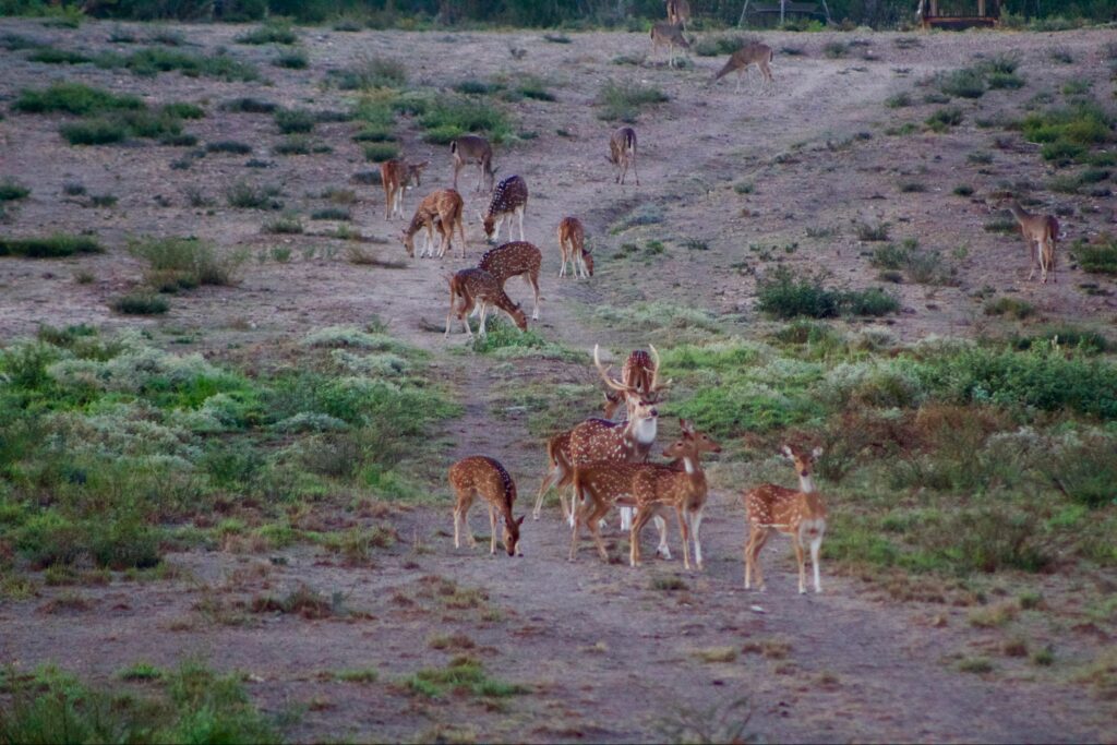 A herd of deer grazing and walking in a natural landscape.