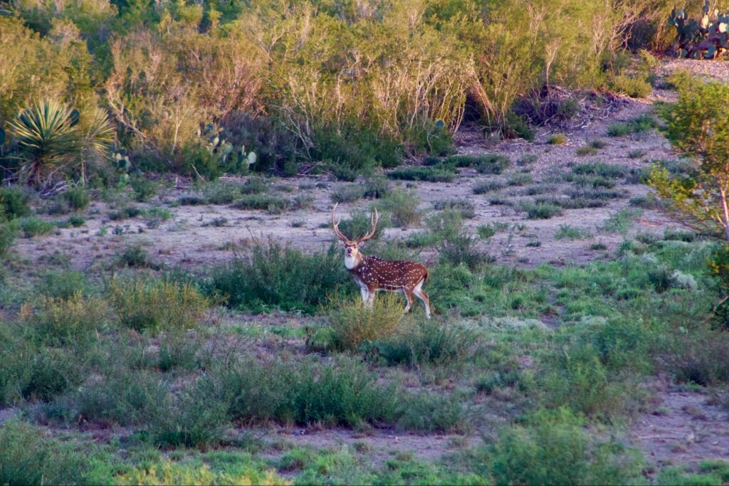 A herd of deer grazing and walking in a natural landscape.