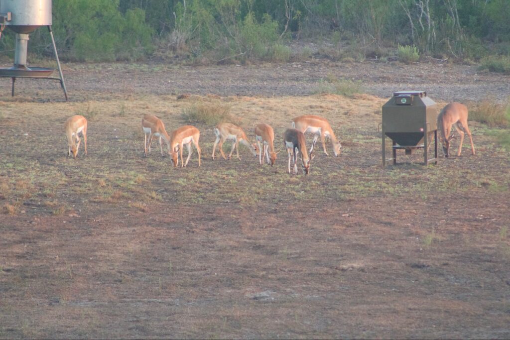 A group of deer grazing near a feeder in a natural setting.