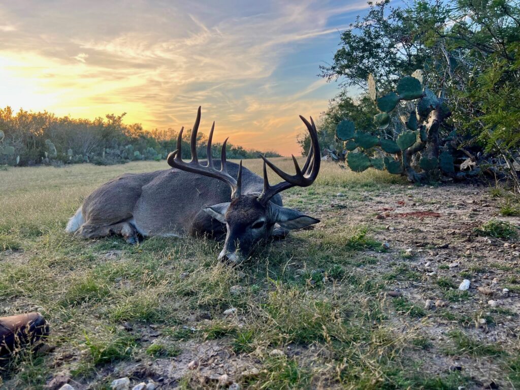A large buck deer lying on the ground at sunset.