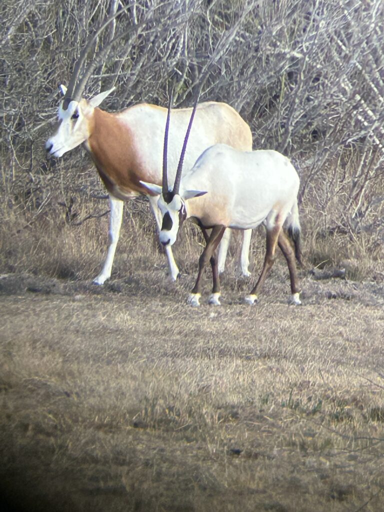 A wild antelope with a baby in a dry grassland.