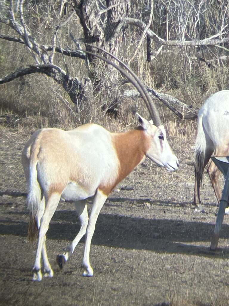 A brown and white antelope standing in a dry, wooded area.