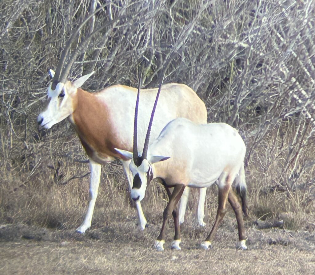 A mother gemsbok and her calf walking in dry brush.