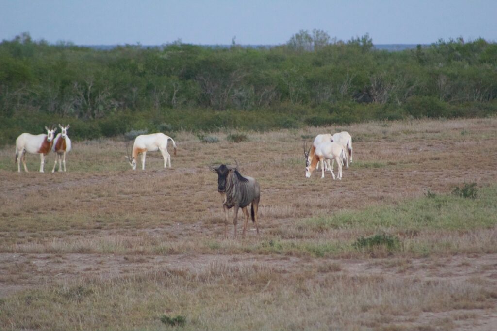 Three cows grazing in an open field with bushes in the background.