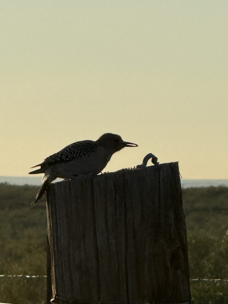 A bird perched on a wooden post at sunset.